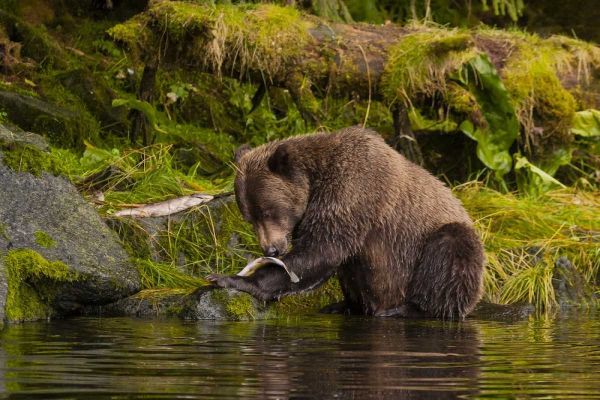 AK, Tongass NF Grizzly bear catches salmon